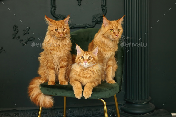 family of three red fluffy Maine Coon cats sits on a green velvet chair