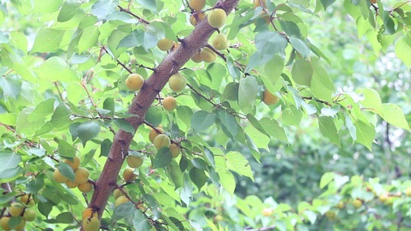 Apricots 1