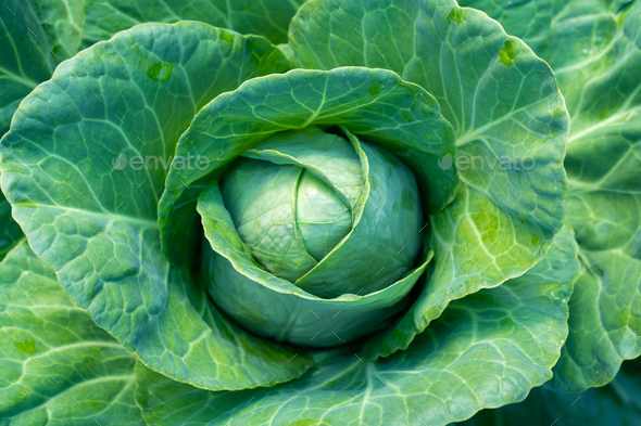 Ripe head of white cabbage close-up - Stock Photo - Images