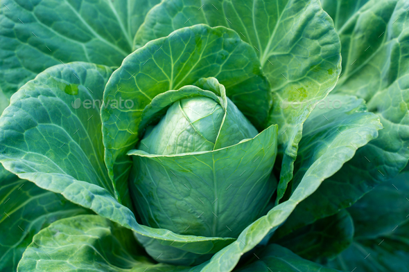 Ripe head of white cabbage close-up - Stock Photo - Images