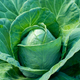 Ripe head of white cabbage close-up - PhotoDune Item for Sale