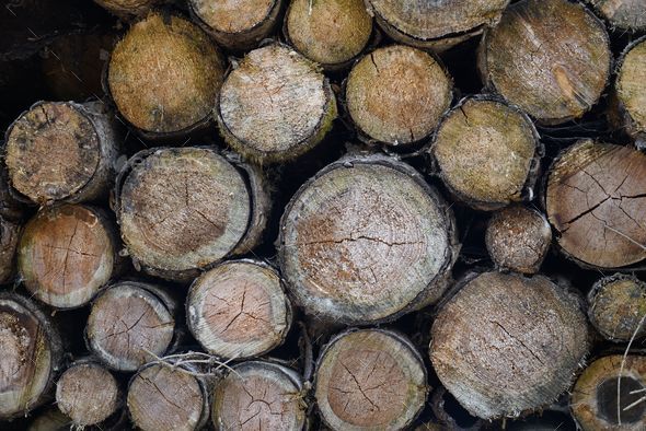 View of diseased trees in the forest cut down and stored for firewood ...