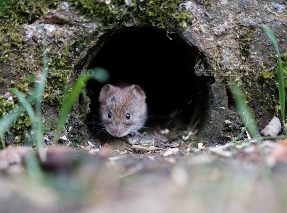 Vole In A Wall - Stock Photo - Images