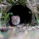 Vole In A Wall - PhotoDune Item for Sale