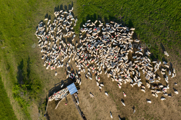 Aerial drone view of herd of sheep grazing in a meadow - Stock Photo - Images