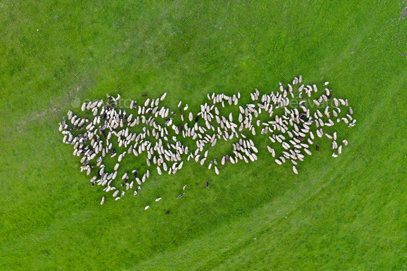 Aerial drone view of herd of sheep grazing in a meadow - Stock Photo - Images