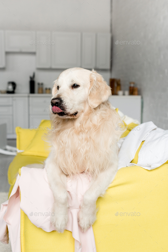cute golden retriever lying on yellow sofa and looking away in messy apartment