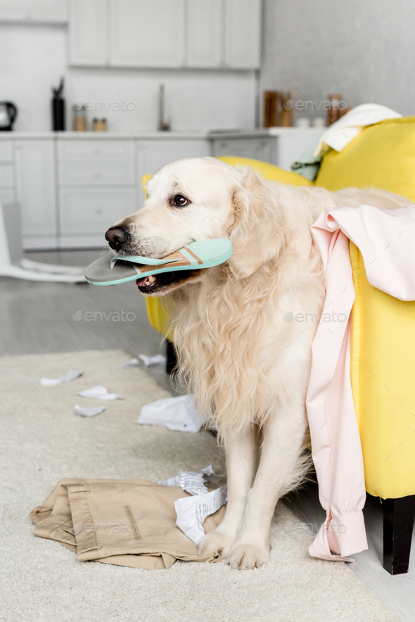 cute golden retriever lying on yellow sofa and holding slipper in messy apartment