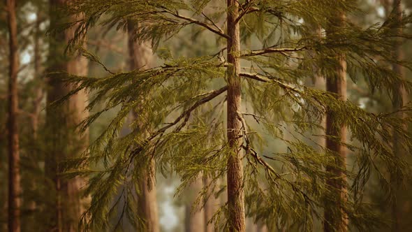 Giant Sequoias in Redwood Forest alt