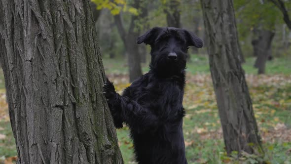 Black Giant Schnauzer Stands with Its Forepaws on a Tree Trunk in the Autumn Forest alt