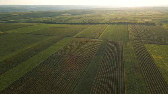 Beautiful Aerial View of Green Agricultural Field on Sunrise alt