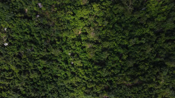 Lush scene with tropical mountains. Nui chua national park, Vietnam. Aerial, birdseye alt