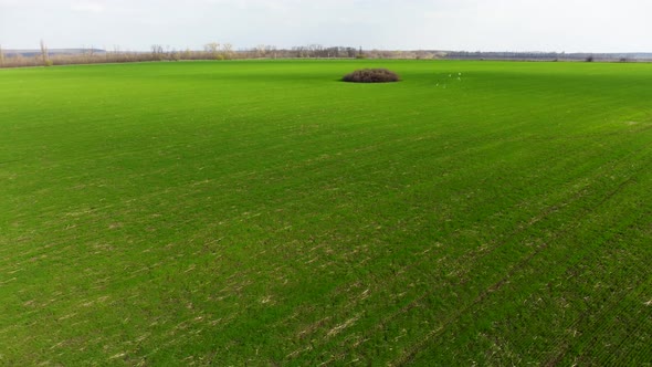 Aerial fly forward above young green spring field