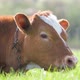 Young Calf Resting on Green Pasture Grass on Summer Day - VideoHive Item for Sale