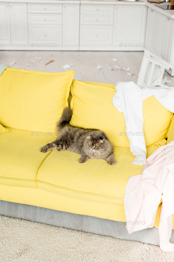 cute and grey cat lying on bright yellow sofa in messy apartment