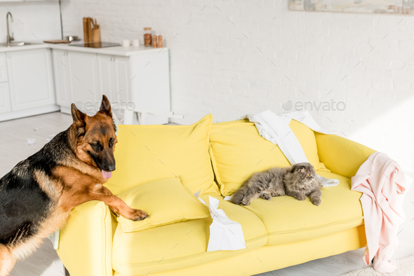 cute and grey cat and dog lying on yellow sofa in messy apartment