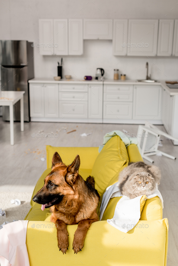 cute German Shepherd and grey cat lying on bright yellow sofa in messy apartment