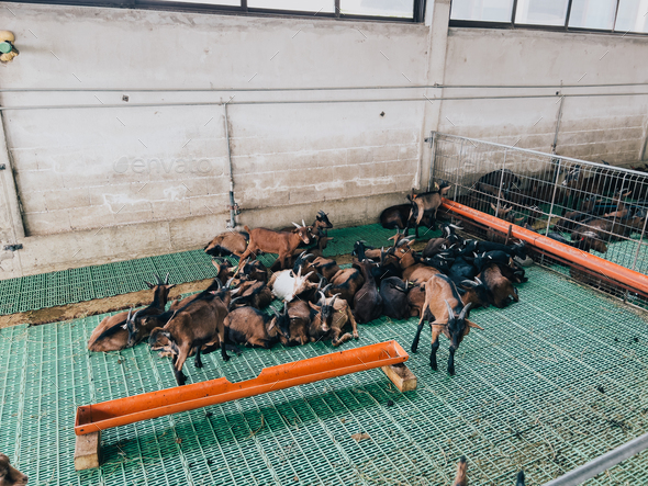 Little goats sleep on the floor next to each other in a paddock at the farm