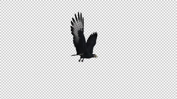 African Eagle - Gliding and Flying Loop - Side Angle