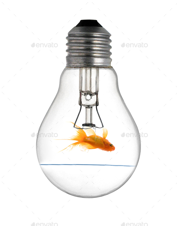 Gold small fish in light bulb on a white