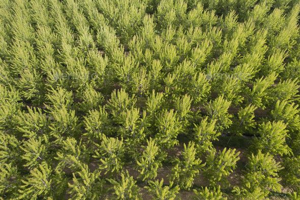 Aerial photographic shot of a poplar forest in spring - Stock Photo - Images