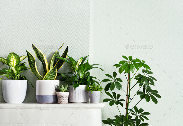 A variete of indoor plants