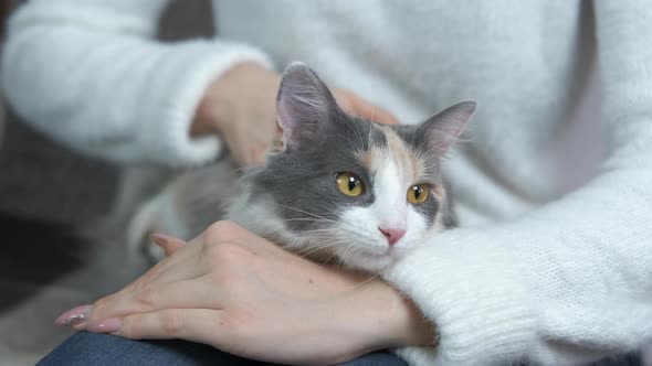 Cat on Girl Knees, Stock Footage | VideoHive