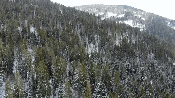 Aerial shot of snow covered spruce and pine forest. Beautiful mountains.