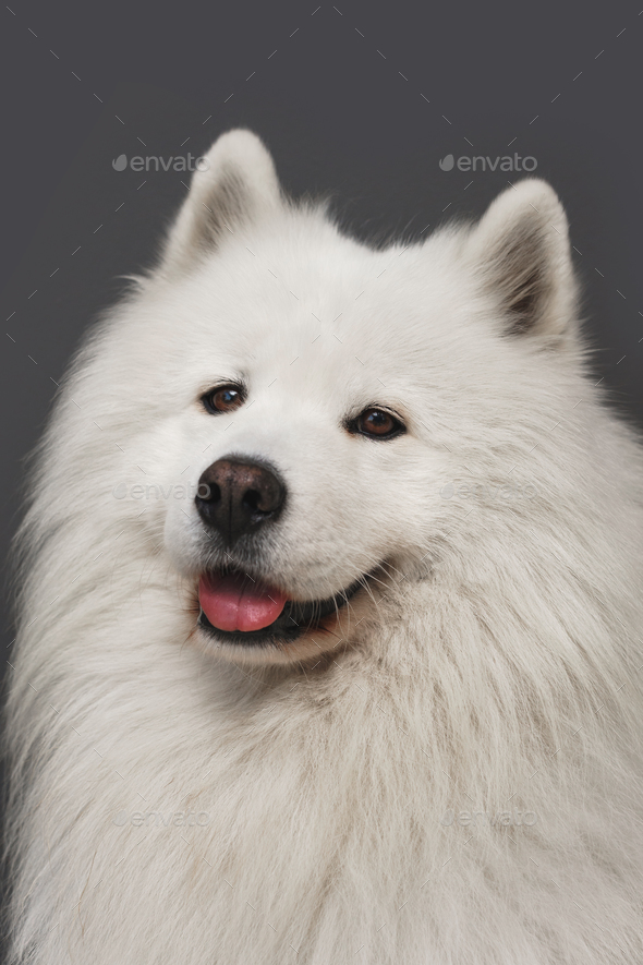 Samoyed fur sales