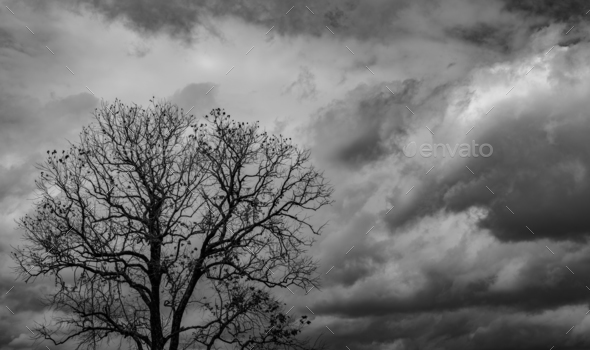 creepy dead trees black and white