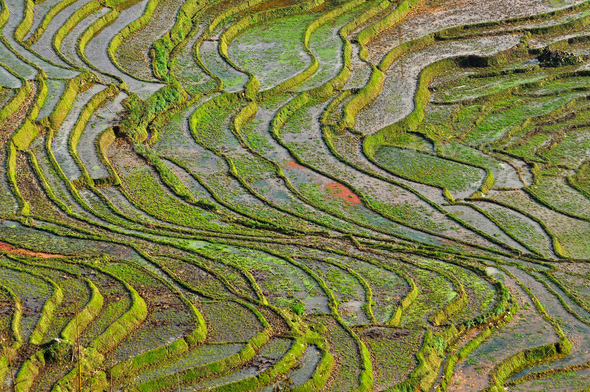 Terraced rice field in Northern Vietnam - Stock Photo - Images