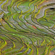 Terraced rice field in Northern Vietnam - PhotoDune Item for Sale