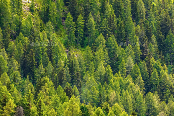 Green pine forest. Background - Stock Photo - Images