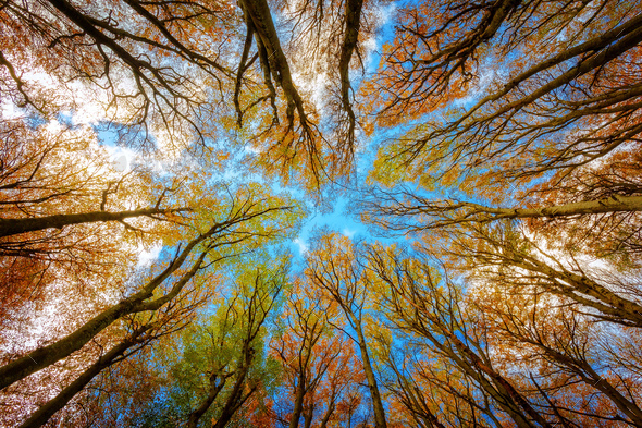 Beech trees forest - Stock Photo - Images