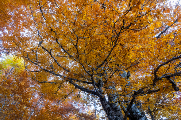 Autumn foliage in the mountains - Stock Photo - Images