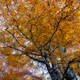 Autumn foliage in the mountains - PhotoDune Item for Sale