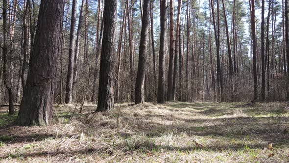 Forest Landscape Aerial View Slow Motion alt