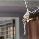 Long-billed spiderhunter bird weaving nest at residential home - PhotoDune Item for Sale