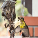 Long-billed spiderhunter bird transferring weaving material to weave its nest at residential home - PhotoDune Item for Sale
