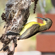 Close-up of long-billed spiderhunter bird weaving nest at residential home - PhotoDune Item for Sale