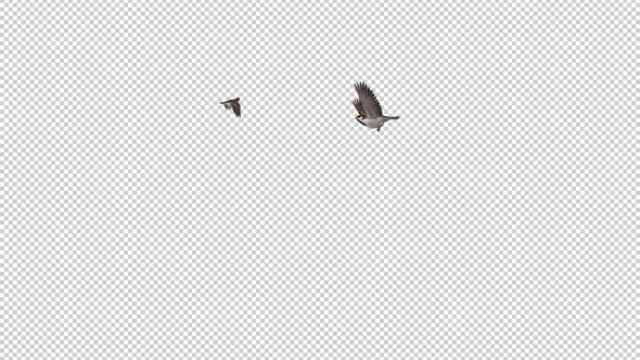 Sparrow Birds - 2 Flying Around Screen - Transparent Loop - Alpha Channel