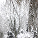 Snowy Tree - VideoHive Item for Sale