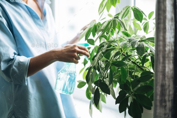 Young woman in blue shirt with spray with water takes care of houseplant in living room at home - Stock Photo - Images