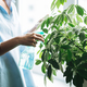 Young woman in blue shirt with spray with water takes care of houseplant in living room at home - PhotoDune Item for Sale