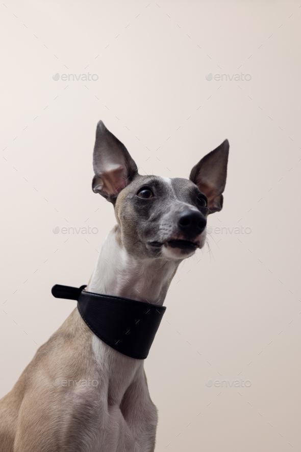 Whippet dog outlet collar