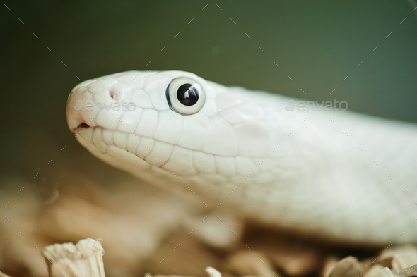 Close-up of head and eye of white rat snake creeping in glass terrarium