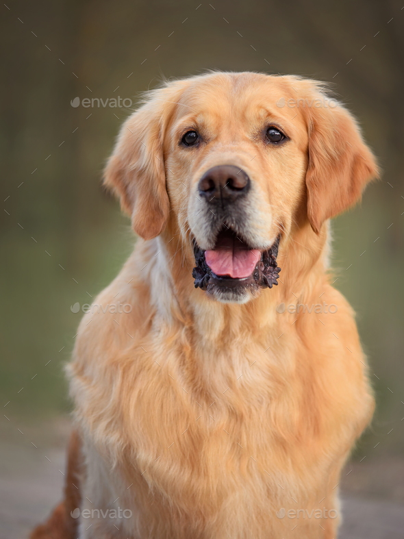 Golden retriever dog outdoor portrait, beautiful adult golden