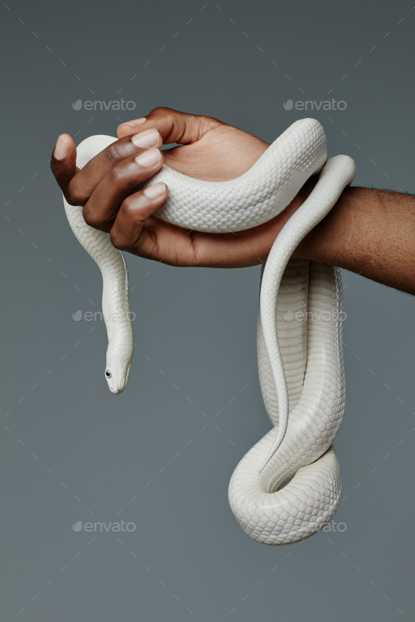 Hand of young man holding wild exotic animal hanging or creeping over his arm