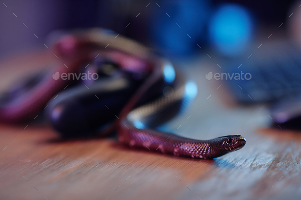 Close-up of copper rat snake with focus on its head creeping over table