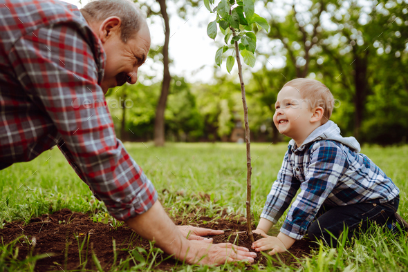 Planting family tree. Little boy helping his grandfather to plant tree ...